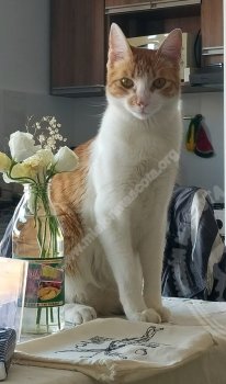 Foto de Mascota Extraviada