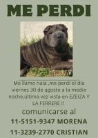 Foto de Mascota Extraviada