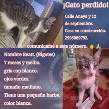 Foto de Mascota Extraviada