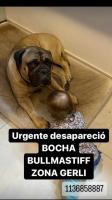 Foto de Mascota Extraviada