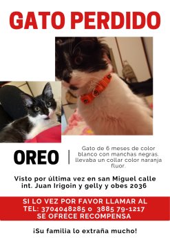 Foto de Mascota Extraviada