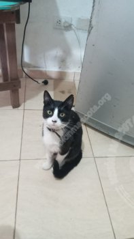 Foto de Mascota Extraviada