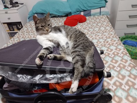 Foto de Mascota Extraviada