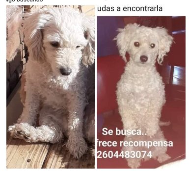 Foto de Mascota Extraviada