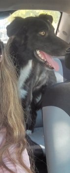 Foto de Mascota Extraviada