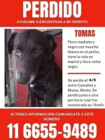 Foto de Mascota Extraviada