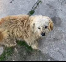 Foto de Mascota Extraviada