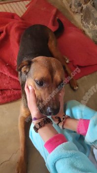 Foto de Mascota Extraviada