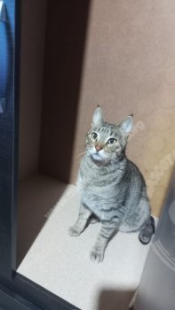 Foto de Mascota Extraviada