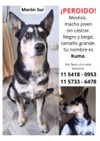 Foto de Mascota Extraviada