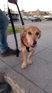 Foto de Mascota Extraviada