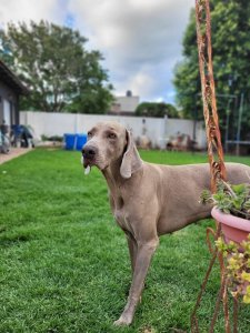 Foto de Mascota Extraviada