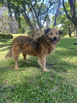 Foto de Mascota Encontrada