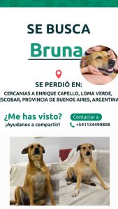 Foto de Mascota Extraviada