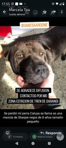 Foto de Mascota Extraviada