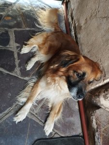 Foto de Mascota Encontrada