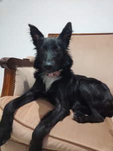 Foto de Mascota Encontrada