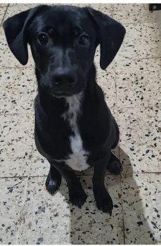 Foto de Mascota Extraviada