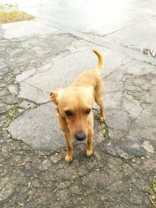 Foto de Mascota Extraviada