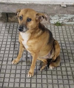 Foto de Mascota Extraviada