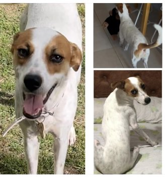 Foto de Mascota Extraviada