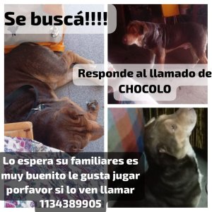 Foto de Mascota Extraviada