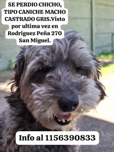 Foto de Mascota Extraviada