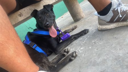 Foto de Mascota Encontrada