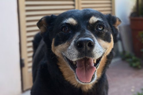 Foto de Mascota Extraviada