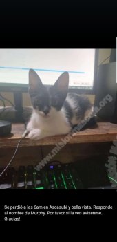 Foto de Mascota Extraviada