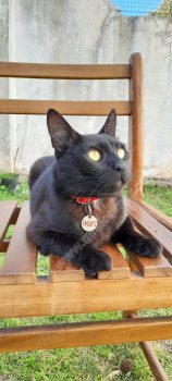 Foto de Mascota Extraviada