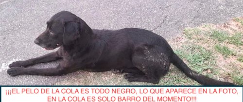 Foto de Mascota Extraviada