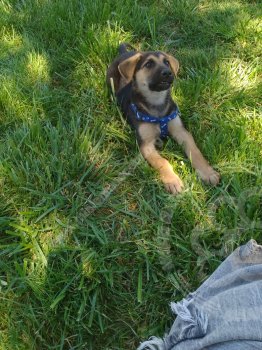 Foto de Mascota Extraviada