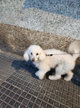 Foto de Mascota Extraviada