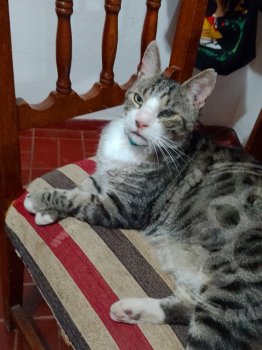 Foto de Mascota Extraviada