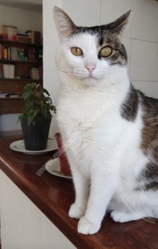 Foto de Mascota Extraviada