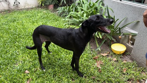 Foto de Mascota Encontrada