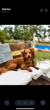 Foto de Mascota Extraviada