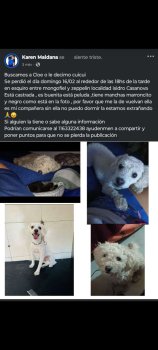 Foto de Mascota Extraviada