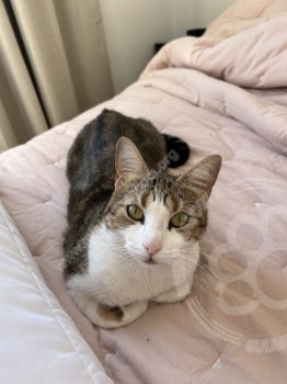 Foto de Mascota Extraviada