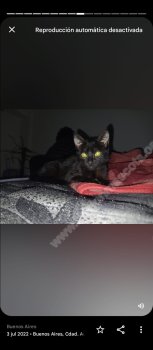 Foto de Mascota Perdida