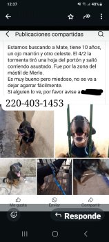 Foto de Mascota Extraviada