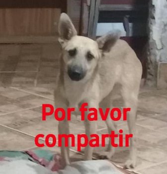 Foto de Mascota Extraviada