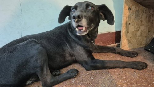 Foto de Mascota Encontrada