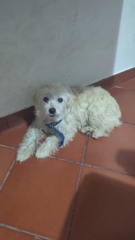 Foto de Mascota Encontrada