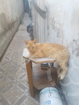 Foto de Mascota Perdida