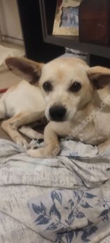 Foto de Mascota Encontrada