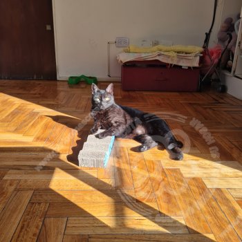 Foto de Mascota Extraviada