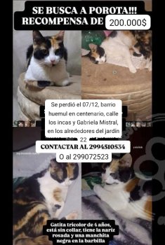 Foto de Mascota Extraviada