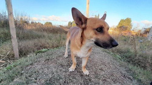 Foto de Mascota Extraviada